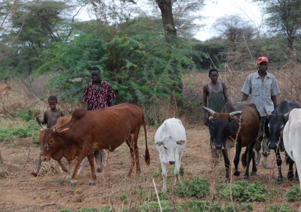 Cattle of the Ilchamus community near Lake Baringo