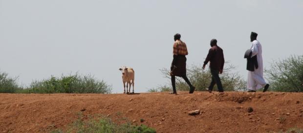 Joseph Kwopin leads Pastor James Wuye and Imam Muhammad Ashafa around his farm in East Pokot.