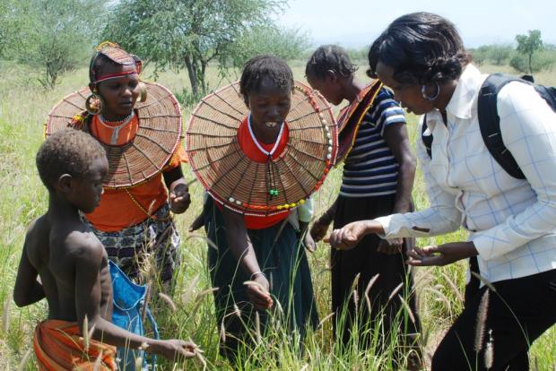 Pokot women show grass seed to Ilchamus community leader Maryann Lekisemon (right).