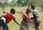 Pokot women harvesting grass seed