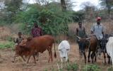 Cattle of the Ilchamus community near Lake Baringo