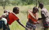 Pokots harvesting grass seed comp