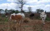 Kenyan cattle