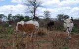 Kenyan cattle