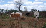 Tackling cattle-rustling in Samburu